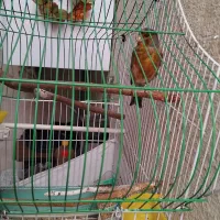 قناری یاسمین بخون