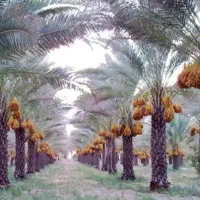 رطب تازه از دل نخلستان کدو طعم دار تازه