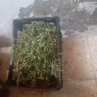 گیاه دارویی