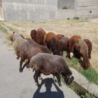 بره نر