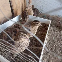 بلدرچین ماده تخمگذار