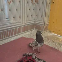 تیدی|پرنده|بندر ماهشهر, |دیوار