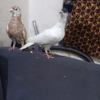 طاقی|پرنده|آران و بیدگل, |دیوار