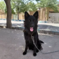 سگ ژرمن بلک گمشده