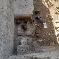 سلام تعدادی مرغوخروس وبوقه لمون