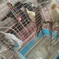 ۴ تا عروس هلندی یکجا