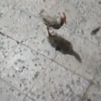 جوجه|حیوانات مزرعه|کارون, |دیوار