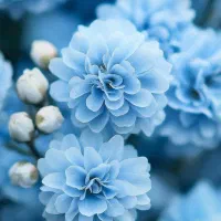 گل فروشی مصنوعی.، توضیحات