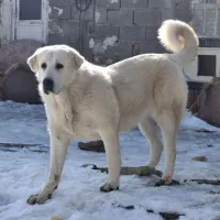 فرش سگ یک ساله ماده