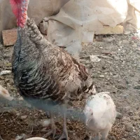 بوقلمون ماده