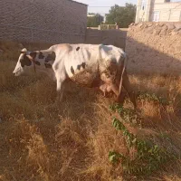 سلام دوستان عزیز  یه گاوقصر