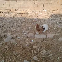 دوعدد مرغ تخم گذار