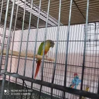 گرینچیک دایلوت امریکن