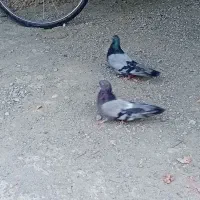 کبوتر