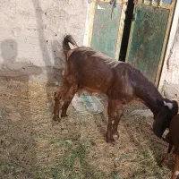 قربانی|حیوانات مزرعه|بمپور, |دیوار
