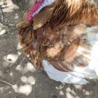 بوقلمون نر