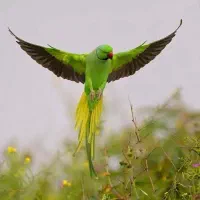 شاه طوطی مولد