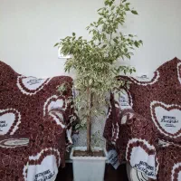 گل بنجامین