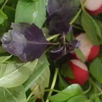 سبزی تازه عمده ۴۵ هزار