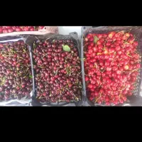 کارگر میوه چینی