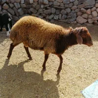 فروش یک راس گوسفند