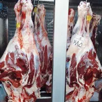توزیع کننده گوشت گوساله جوانه