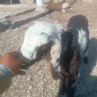 بره شیری