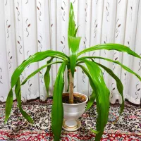 گل برگ موزی(سوسن عنکبوتی)