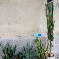 گل برا فروش