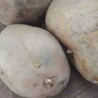 سیب زمینی بذری