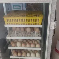 دستگاه جوجه کشی ۲۵۰ عددی