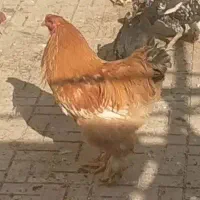 خروس