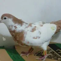 خال دم زرد نر افشون