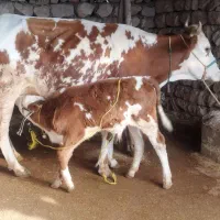 دوعدد گاو و گوساله درجه یک