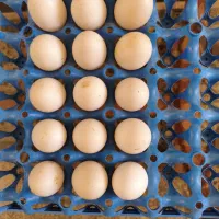 تخم اردک|حیوانات مزرعه|شیراز, کفترک|دیوار