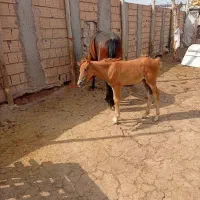 اسب کره ماده ۲ ماه