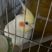 گمشده مژدگانی خوب شهرک حکمت