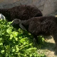دوتا بره ماده سالم خوش خوراک قره قزل