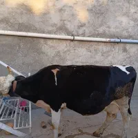 گاو سیمینتال