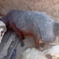 قوچ دوساله قیمت ۹۰