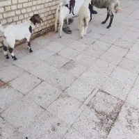 گوسفند . بز . بره