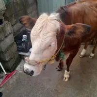 یک  عدد گاو سیمینتال  حامله