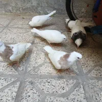۶عدد کفتر طوقی ۴تا هفت رنگ ۲تا سفید یک دست