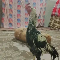 خروس