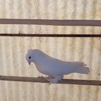 کبوتر راعبی عراقی