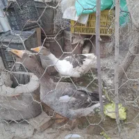 ی جفت غاز محلی فروش فوری