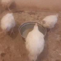 جوجه مرغ گوشتی