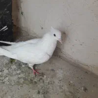 کبوتر
