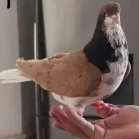 کبوتر اس