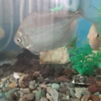 سیلور دالر بزرگ